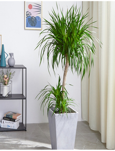 鄞州花卉租赁 鄞州花卉租赁